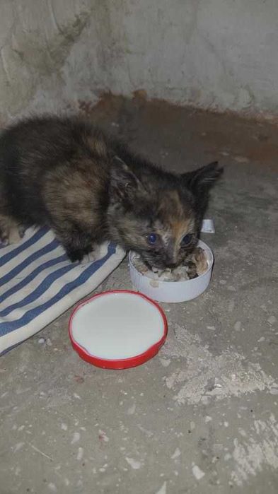 Трехцветному котенку нужен дом!