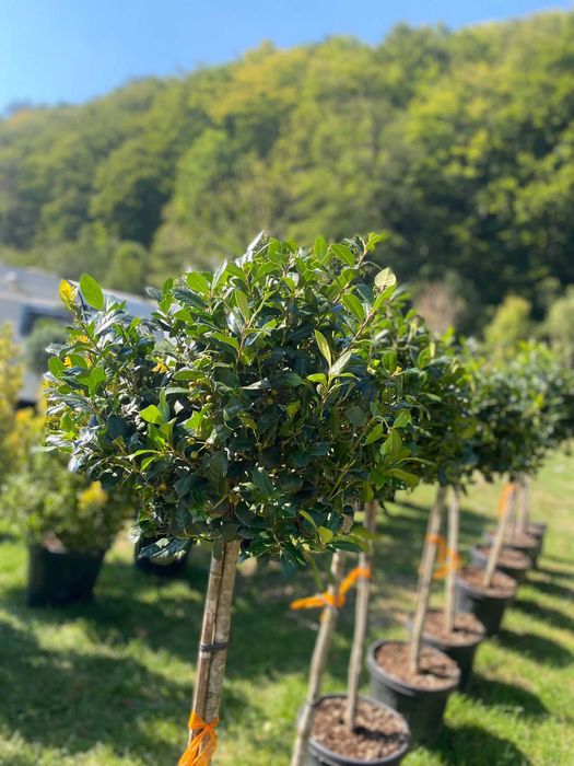 Plante ornamentale unice ce transformă orice spațiu natural
