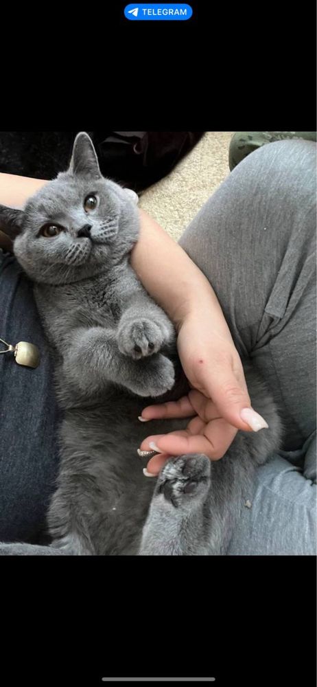 Британский скоттиш  страйт