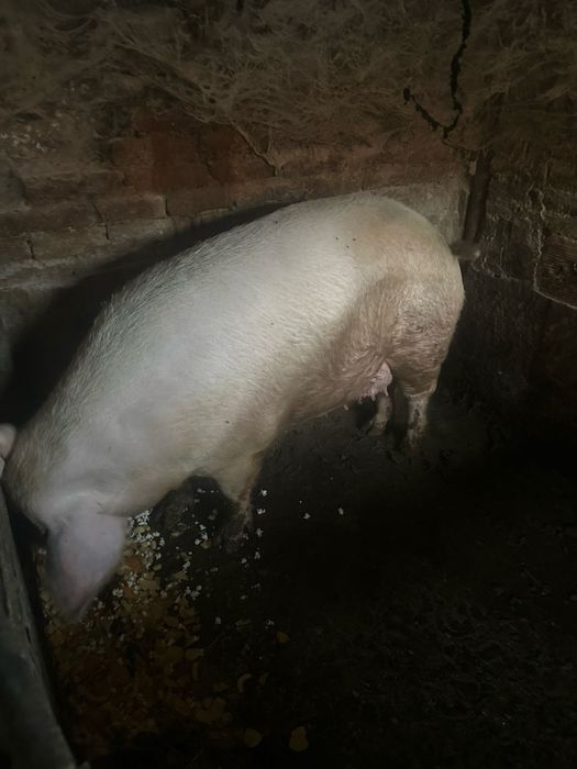 Свинята над 300 кг.