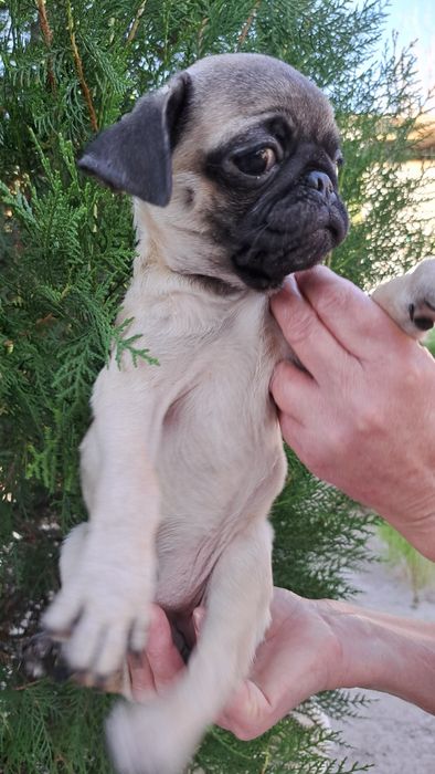 Продаю клубных щенков мопсят