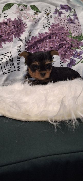 Йоркширски териер.Йорки