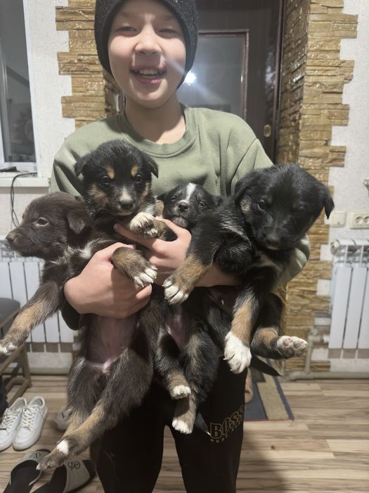 Щенки овчарята  мальчики и девочки