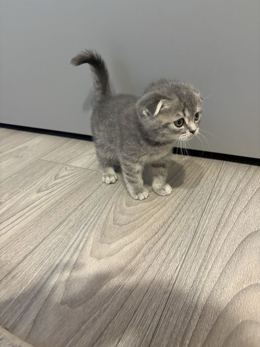 Pisica scottish fold