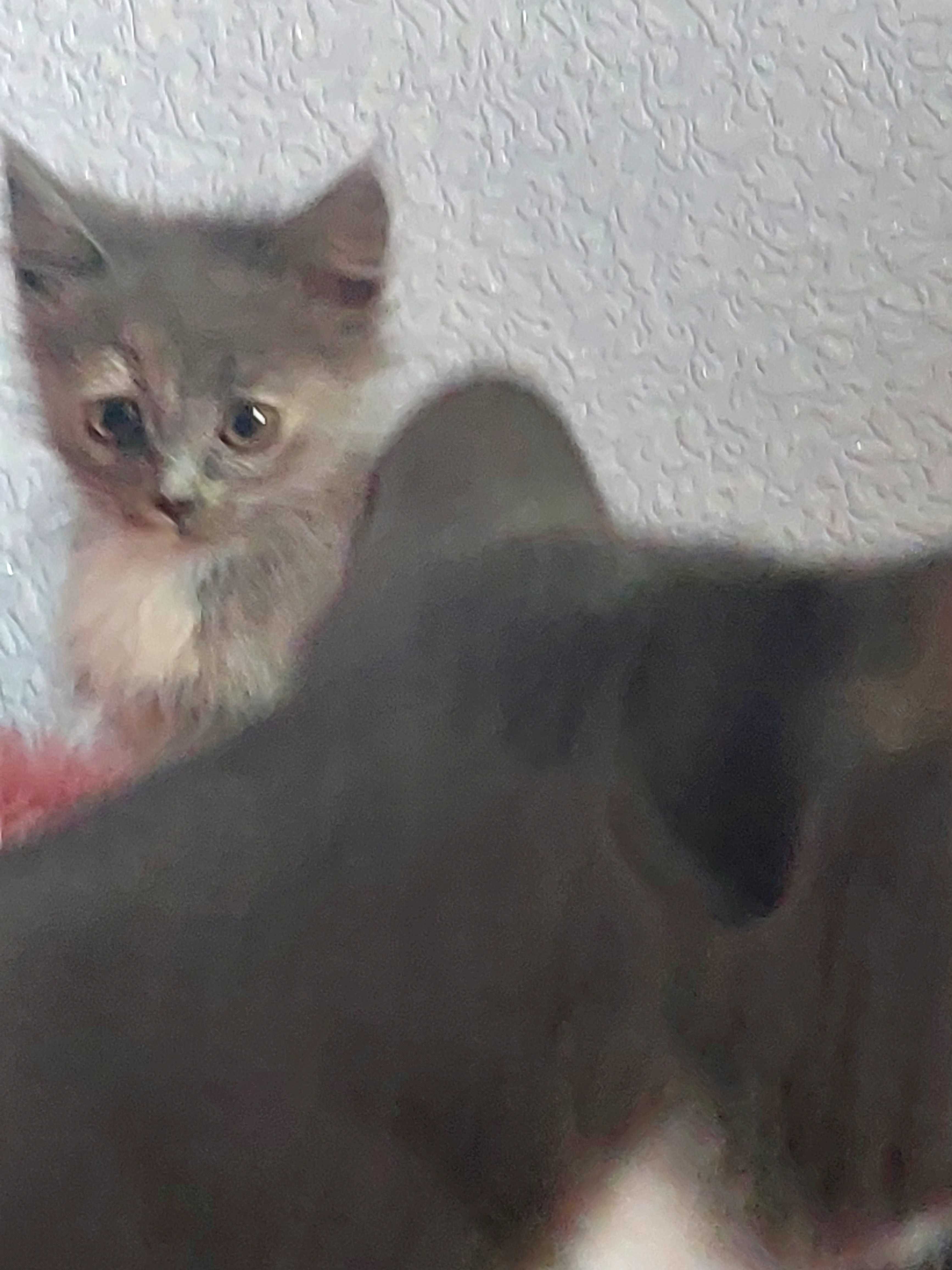 Отдам котят в добрые руки