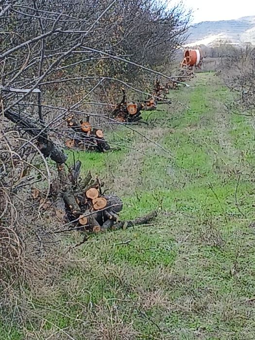 Дърва за огрев синя слива