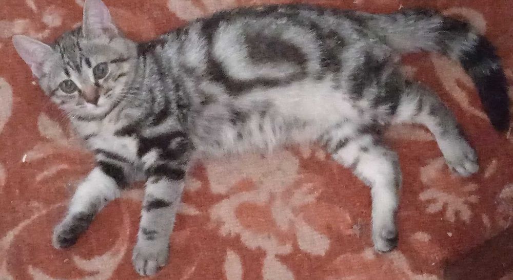 Кошечка европейская короткошерстная