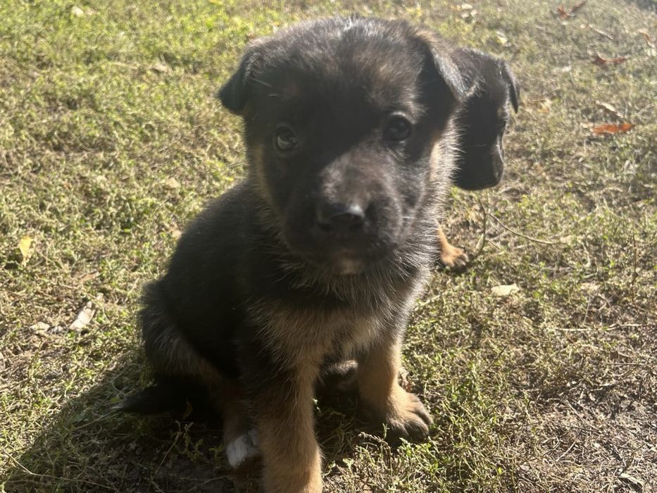 Щаночки 1,5 года