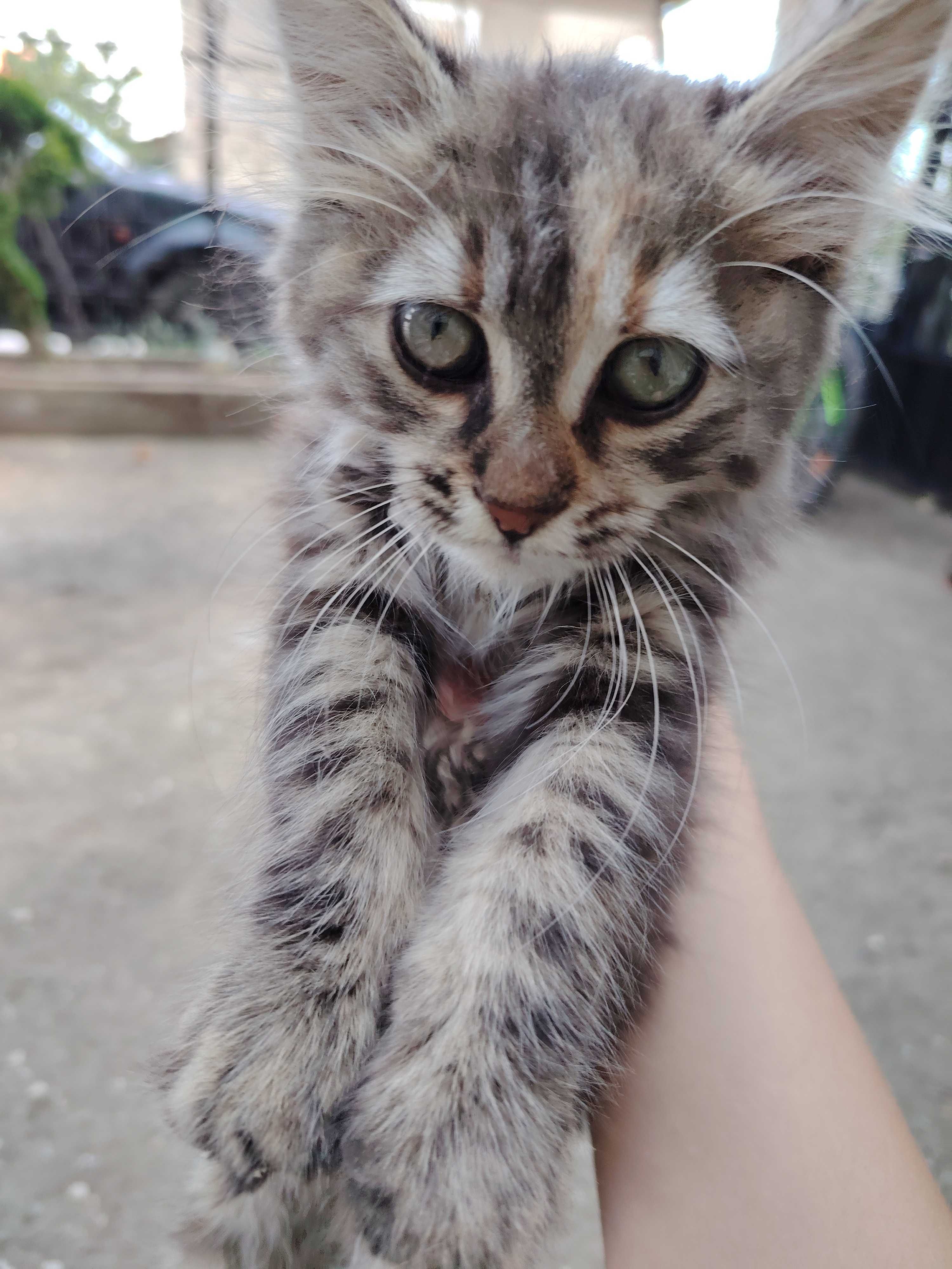 Пухкаво малко коте