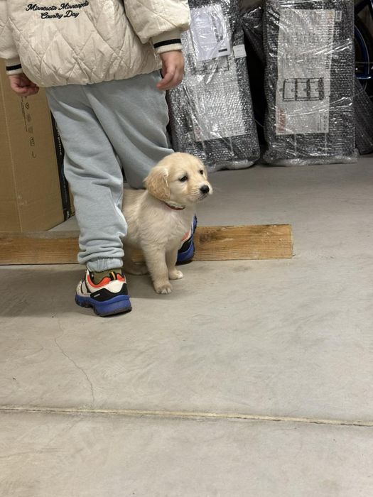 Продавам женски голдън ретривър