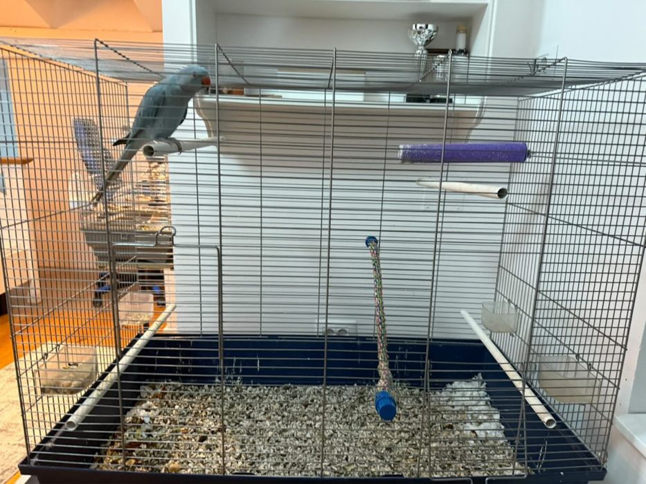 Papagal micul Alexander turcoaz