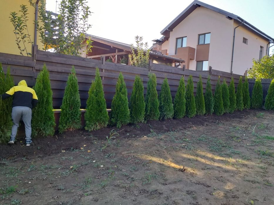 Tuia spiralat pon pon