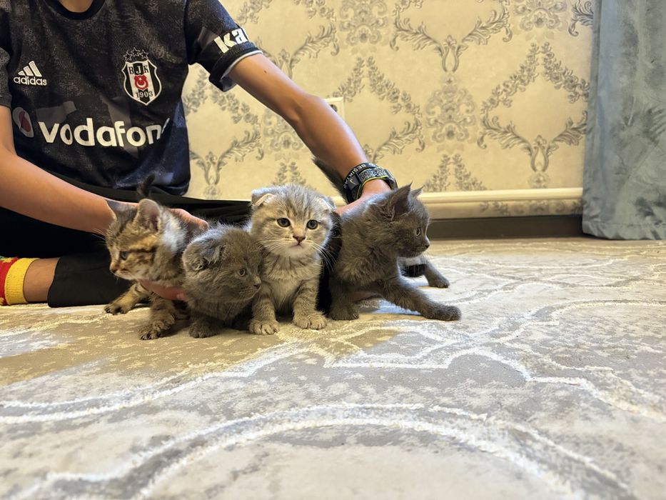 Шотландские котята