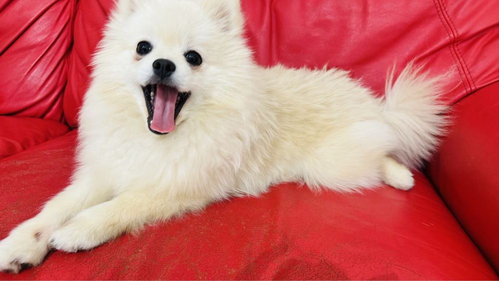 Продам померанского шпица