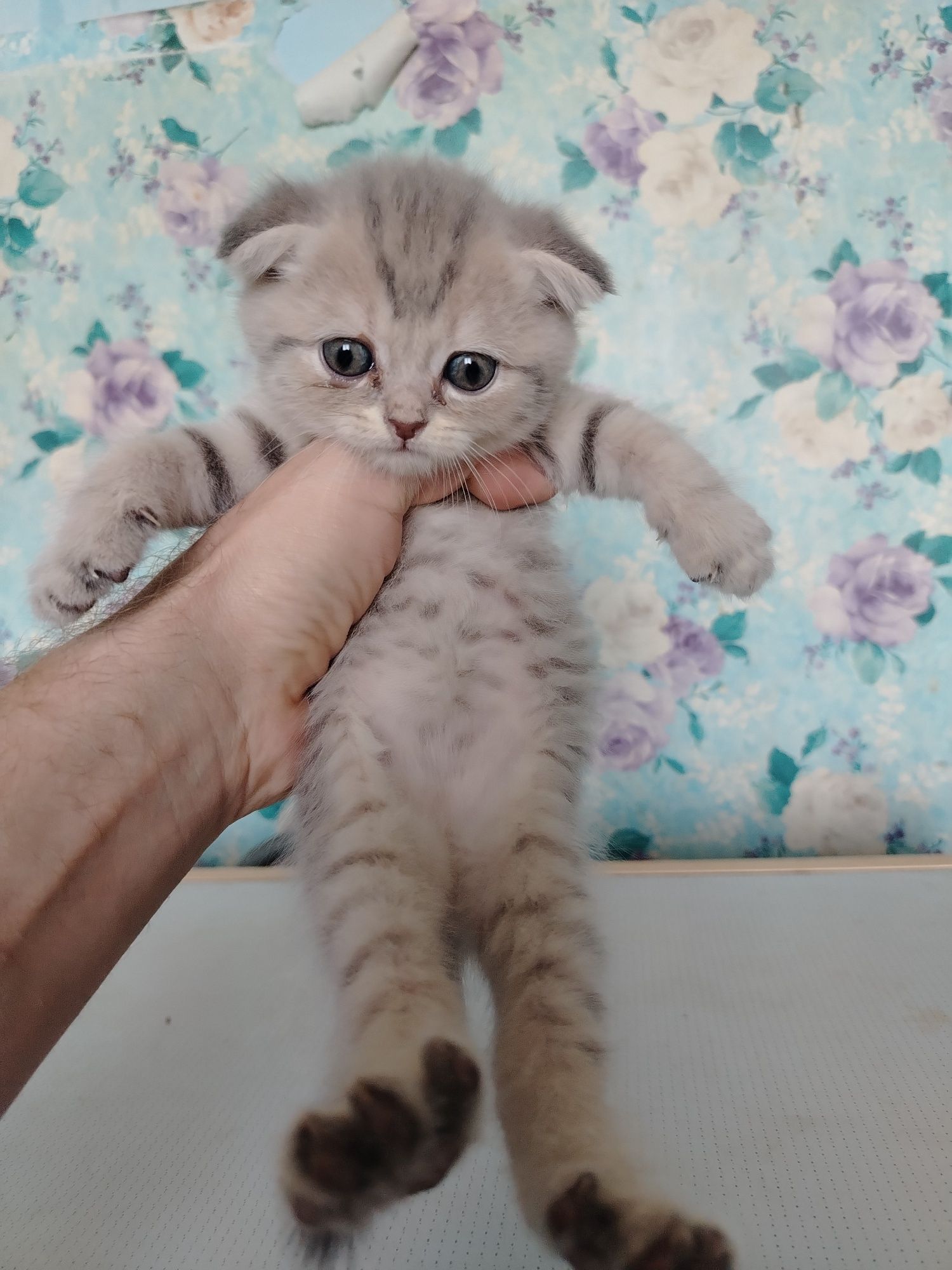 Продаются котята