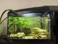 Acvariu diversa cu pesti+filtru