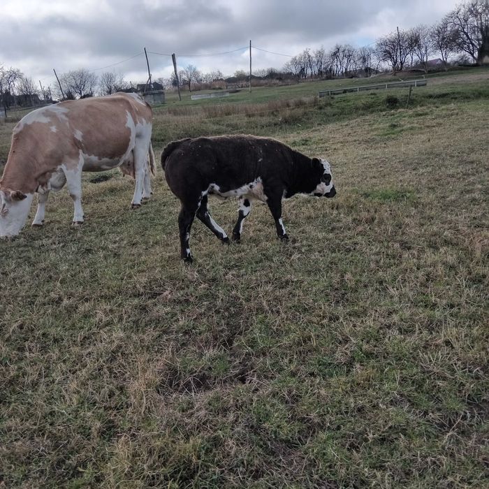 Vaca baltata romaneasca cu vitel belgian