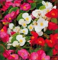 50 Seminte de Begonia semperflorens mixt/ 6 varietati flori urcatoare