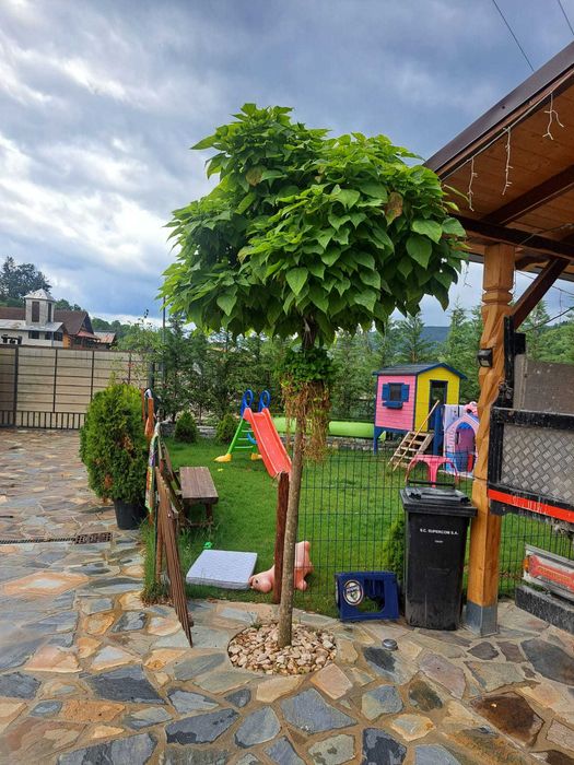 Gazon si plante ornamentale
