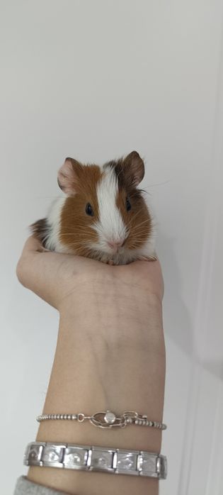 морские поросята