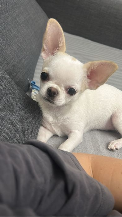 Продам щенка чихуахуа девочка 4месяца