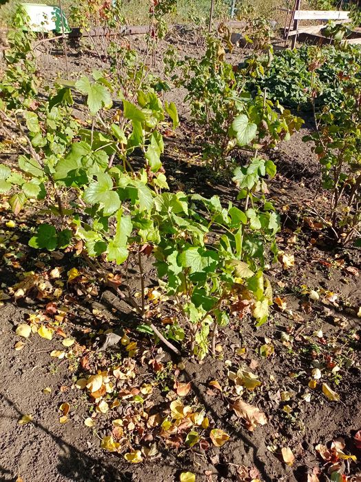 Продам саженцы чёрной смородины адрес селекционный звоните