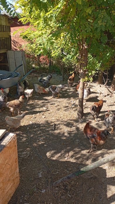 Vând cocoși de din luna Mai