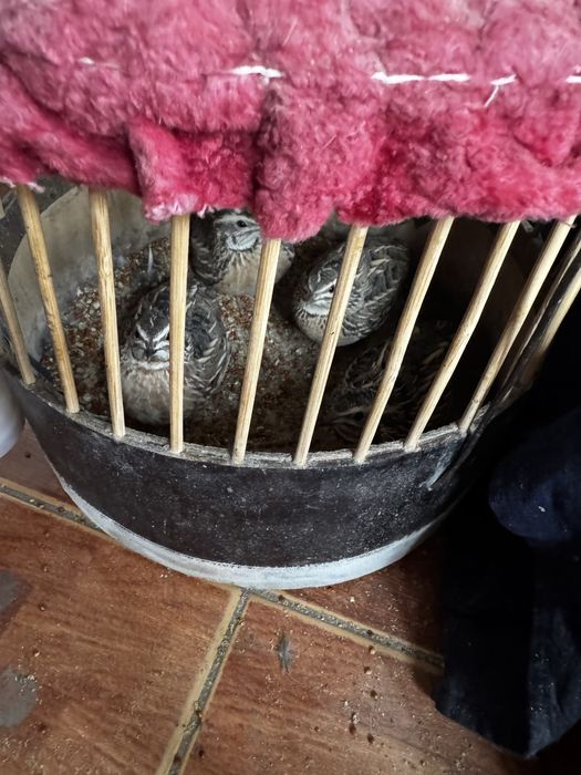 Бедалар сотилади