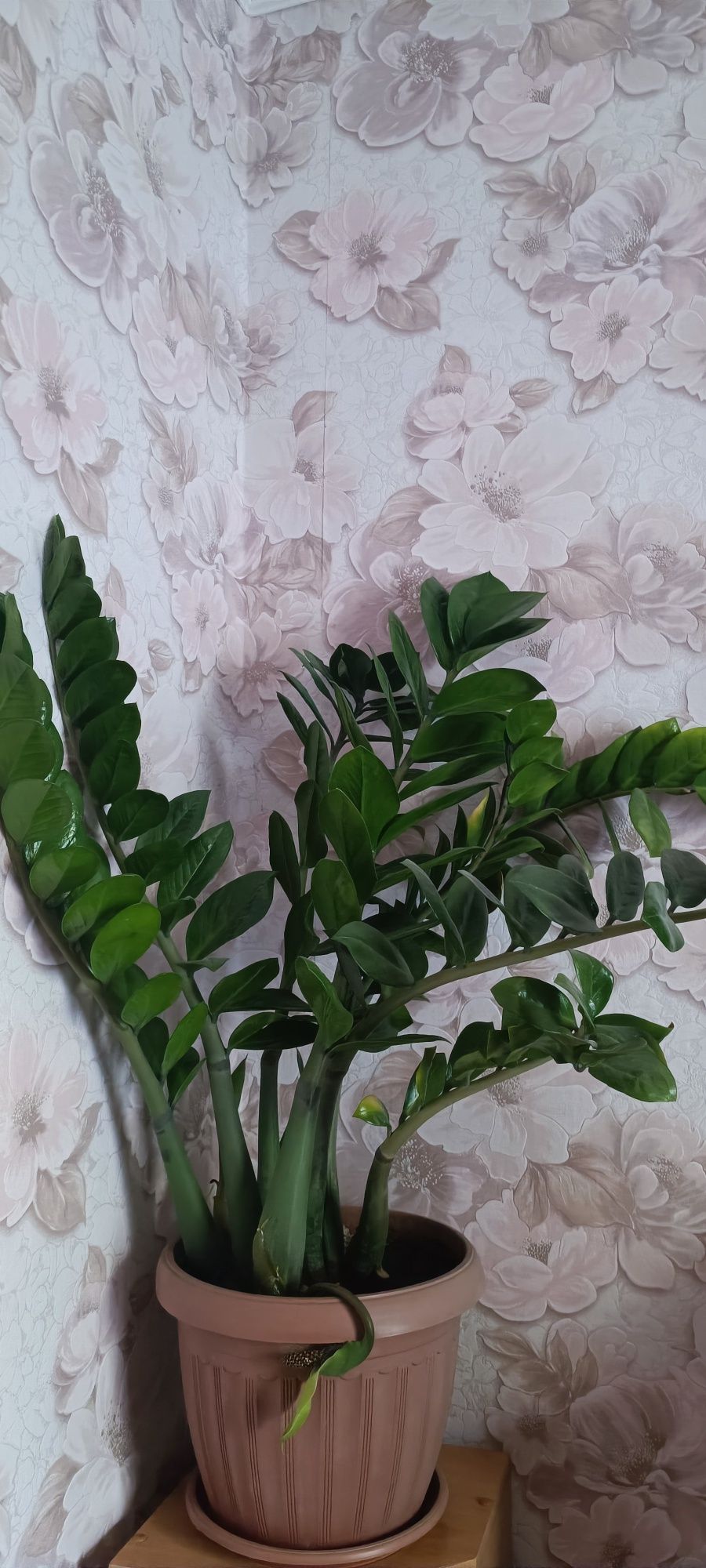 Долларовое дерево(Замиокулькас)