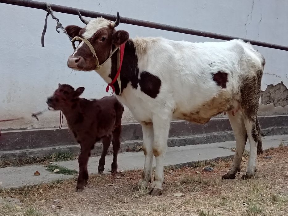 Smental ona bola sigir sotiladi