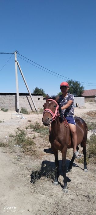 Еркек тай сатылады!