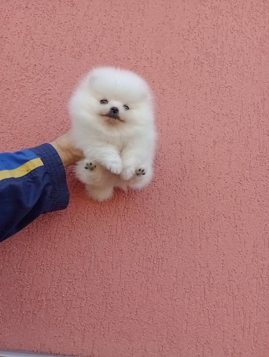 Бели Померани !!