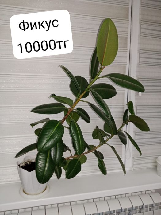 Цветы Доллар и фикус