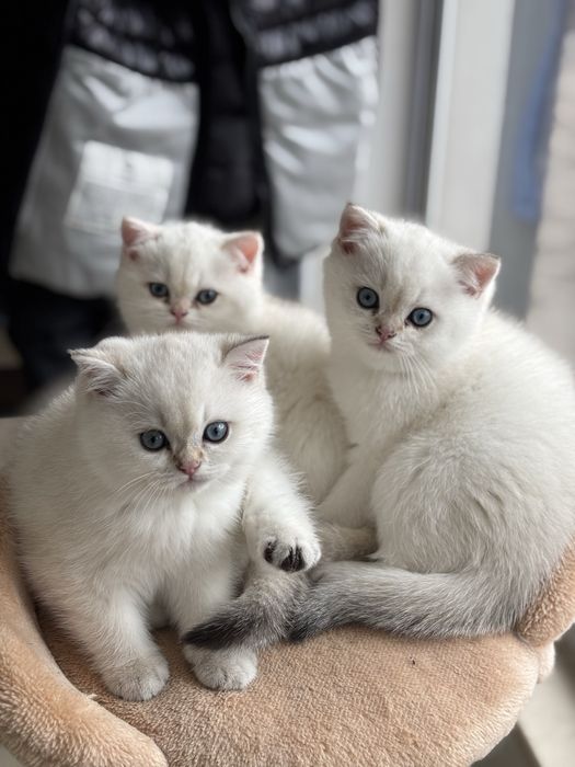 Късокосместа британка BRY