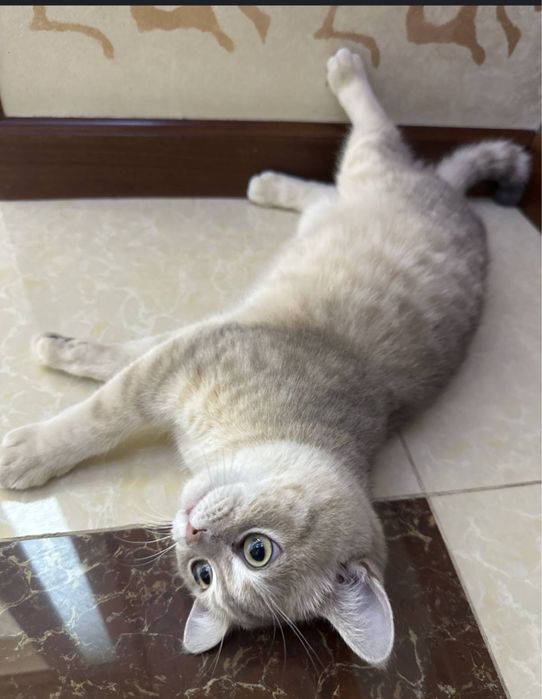 Срочно продаем кота