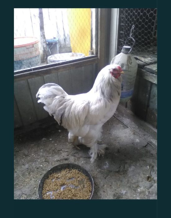 Gaini de rasa, cocosi albi, gaini de tara, oua