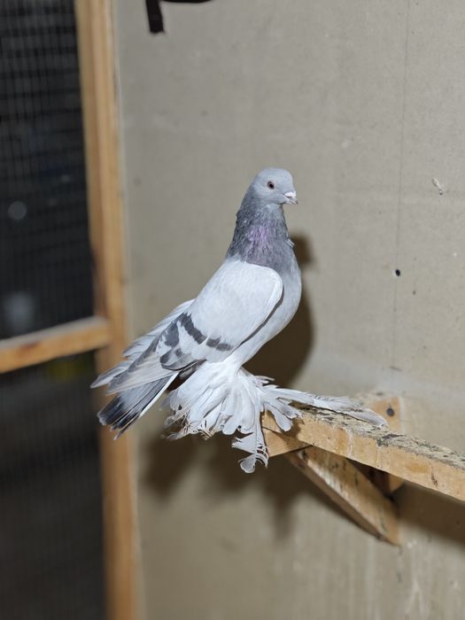 Uddi kaptar kabutar golubi golubey kaptarlar