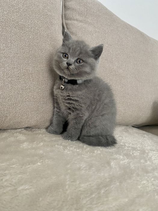 Pui british shorthair