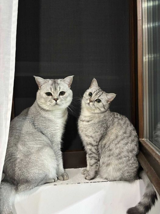 Котета - британски късокосмести