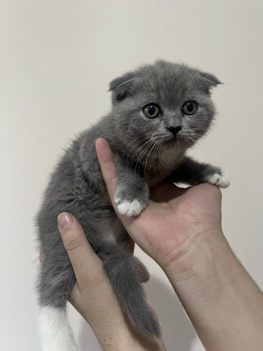 кошка скотиш фолд