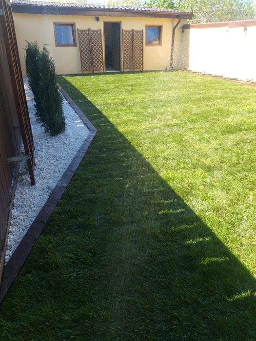 Gazon rulou Plante ornamentale