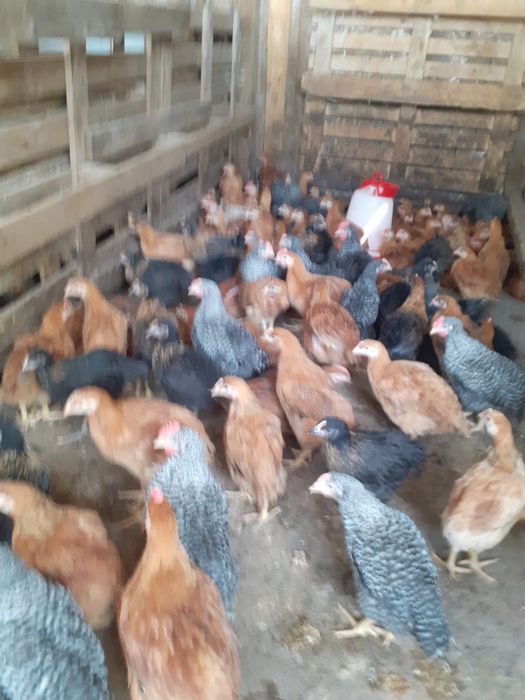 Pui din rasa mixtă 1,2 kg