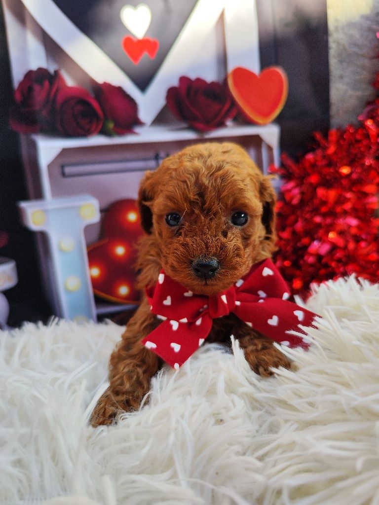 Пудел Той / POODLE Toy от Родословни родители