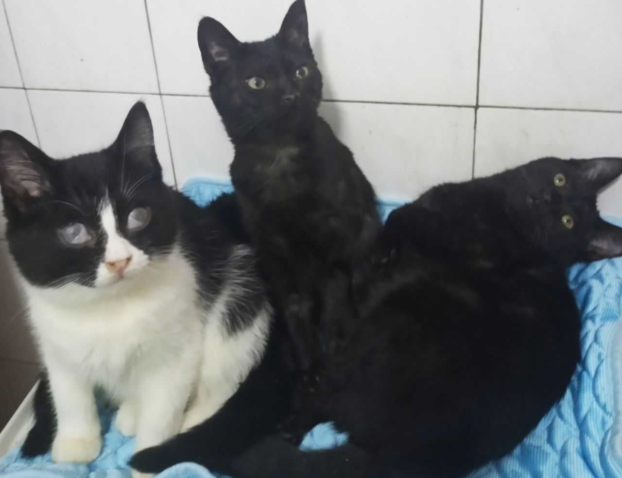 Котята в добрые руки. смотрите другие объявления автора