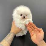 Pomeranian mini toy