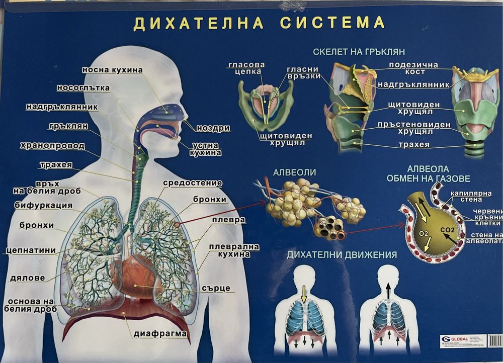 Биология, КСК помощни материали