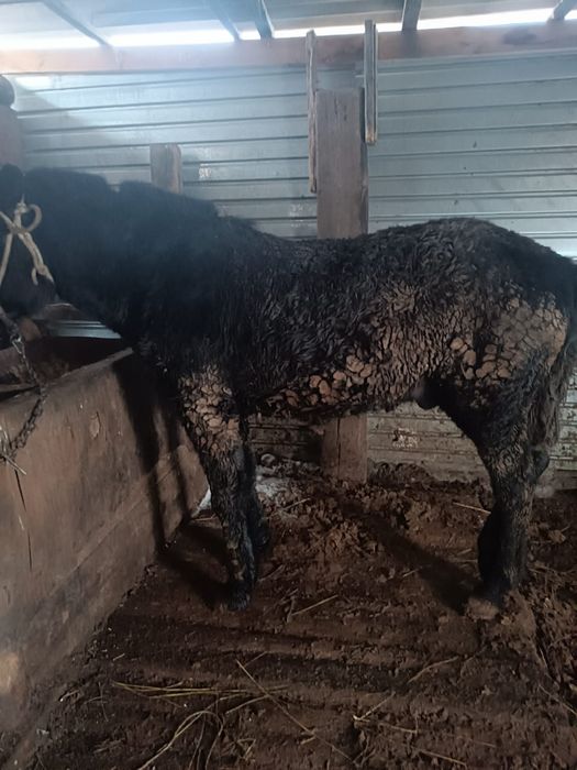 Соғымға 3 ай жемдетілген құнан сатылады