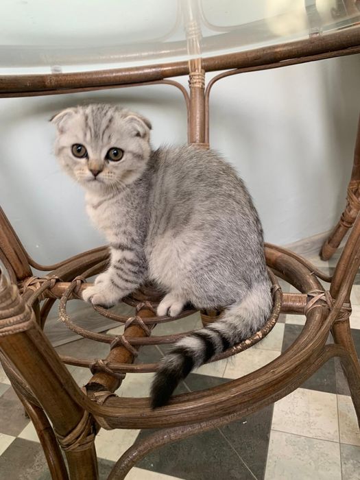 Pisicuta Scottish Fold cu pedigree