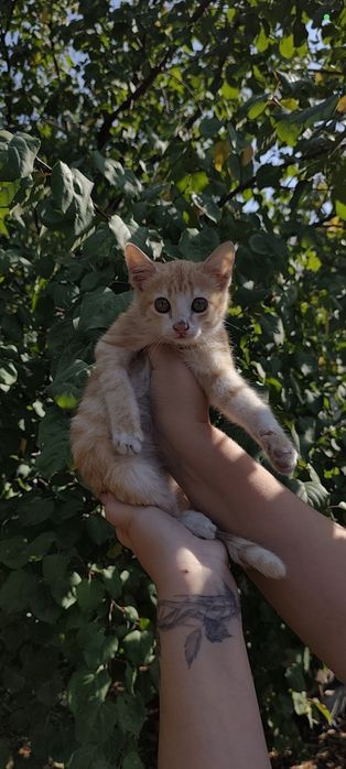 Рыжие красавчики в добрые руки