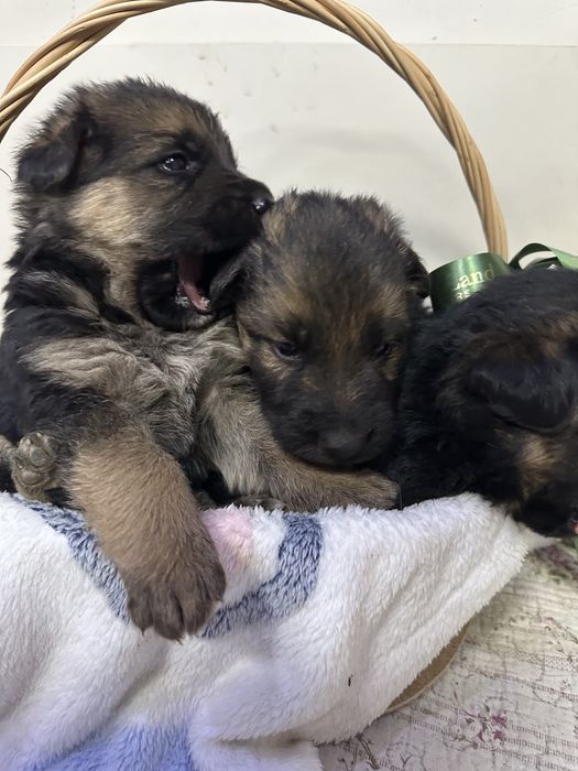 Продам кутят немецкой породы